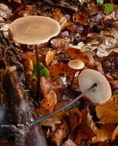 Mycetinis alliaceus, Saitenstieliger Knoblauchschwindling